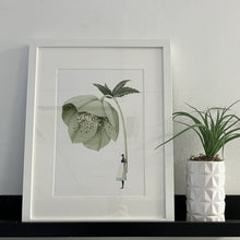Load image into Gallery viewer, Hellebore green 'In Bloom' mounted print
