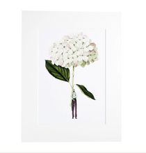 Load image into Gallery viewer, Hydrangea green 'In Bloom' mounted print
