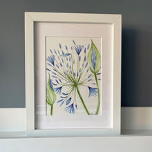 Load image into Gallery viewer, Agapanthus blue original watercolour framed painting
