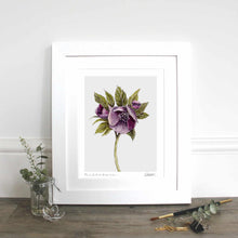 Load image into Gallery viewer, Hellebore - half pint jug (inc. gift box)
