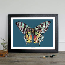Load image into Gallery viewer, Madagascan Sunset Moth - digital print
