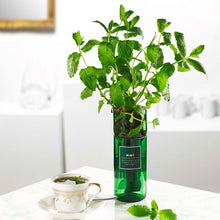Load image into Gallery viewer, Hydro-herb kits - various herbs
