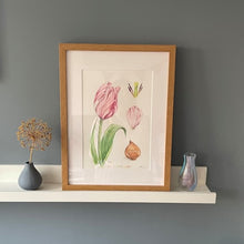 Load image into Gallery viewer, Tulip original framed drawing
