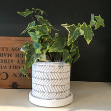 Load image into Gallery viewer, Balter pot (with drainage) - white leaves
